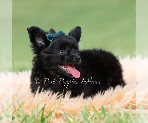 Medium Photo #8 Chihuahua Puppy For Sale in WARSAW, IN, USA