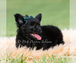 Small Photo #8 Chihuahua Puppy For Sale in WARSAW, IN, USA