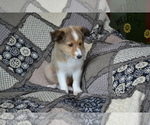 Small Photo #16 Shetland Sheepdog Puppy For Sale in GREENWOOD, WI, USA