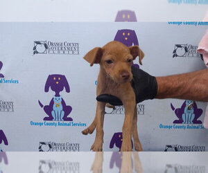 Chihuahua-Unknown Mix Dogs for adoption in Orlando, FL, USA