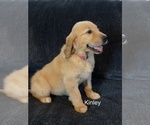 Puppy Kinley Golden Retriever