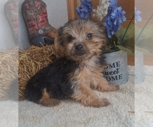 Medium Photo #8 Yorkshire Terrier Puppy For Sale in JASONVILLE, IN, USA