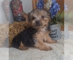Small Photo #8 Yorkshire Terrier Puppy For Sale in JASONVILLE, IN, USA