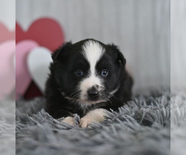 Medium Photo #1 Miniature Australian Shepherd Puppy For Sale in REBERSBURG, PA, USA