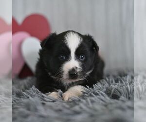 Miniature Australian Shepherd Puppy for sale in REBERSBURG, PA, USA