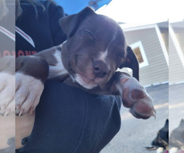 Medium Photo #2 Mutt Puppy For Sale in New London, WI, USA