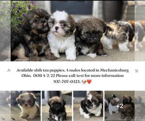 Shih Tzu Puppy for sale in MECHANICSBURG, OH, USA