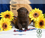 Puppy Riker Labrador Retriever
