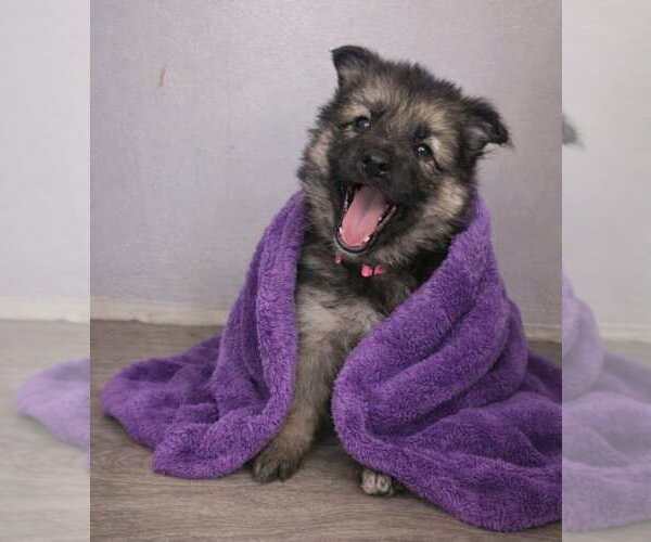 Medium Photo #4 German Shepherd Dog Puppy For Sale in MARYSVILLE, PA, USA