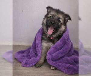 Medium German Shepherd Dog