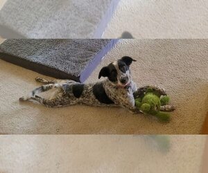 Mutt Dogs for adoption in Winter Park, CO, USA