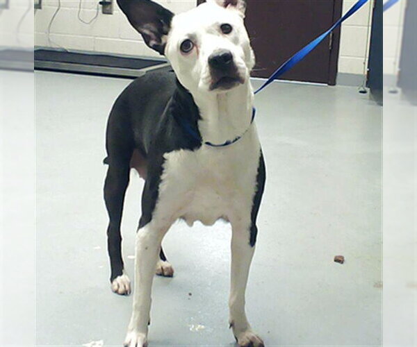 Medium Photo #1 Labrador Retriever-Unknown Mix Puppy For Sale in Fayetteville, NC, USA