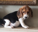 Small #24 Beagle