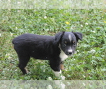 Small Photo #2 Miniature Australian Shepherd Puppy For Sale in LEXINGTON, AL, USA
