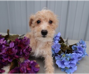 Schnoodle (Standard) Puppy for sale in SOUTH BEND, IN, USA