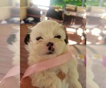 Puppy Puppy 3 Shih Tzu