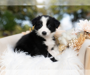 Border Collie Puppy for Sale in CONWAY, Missouri USA