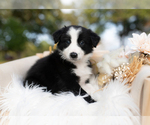 Small Border Collie
