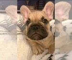Small Photo #3 French Bulldog Puppy For Sale in CLAYTON, CA, USA