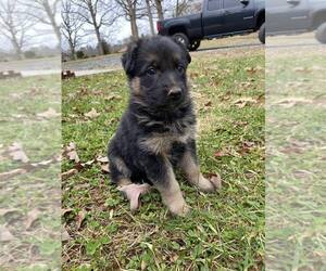 German Shepherd Dog Puppy for sale in RANDLEMAN, NC, USA