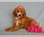 Small Photo #2 Goldendoodle Puppy For Sale in MILLERSBURG, OH, USA