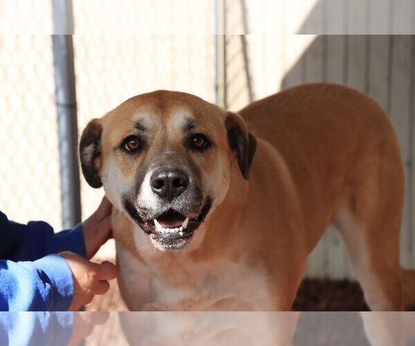 Medium Photo #7 Anatolian Shepherd-Unknown Mix Puppy For Sale in Sequim, WA, USA