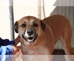 Small #6 Anatolian Shepherd Mix