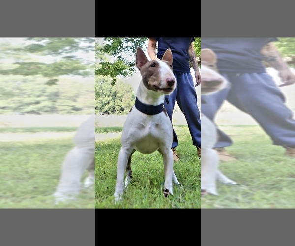 Medium Photo #1 Miniature Bull Terrier Puppy For Sale in BRIDGETON, NJ, USA