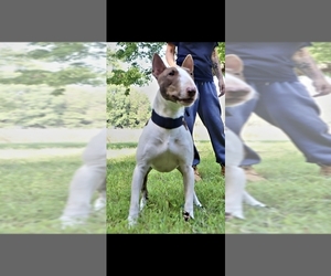 Father of the Miniature Bull Terrier puppies born on 09/13/2026
