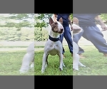Small Photo #1 Miniature Bull Terrier Puppy For Sale in BRIDGETON, NJ, USA