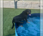 Small #2 Rottweiler
