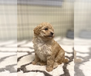 Poodle (Miniature) Puppy for sale in ADAMSVILLE, TN, USA