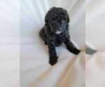 Small Photo #5 Pom-A-Poo Puppy For Sale in HENDERSON, NV, USA