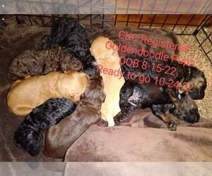 Goldendoodle Puppy for Sale in WESTMINSTER, South Carolina USA