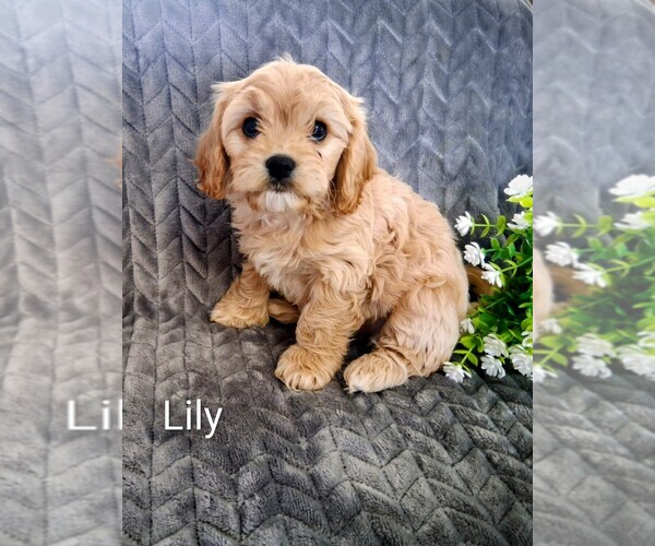 Medium Photo #3 Cavachon Puppy For Sale in STANLEY, WI, USA
