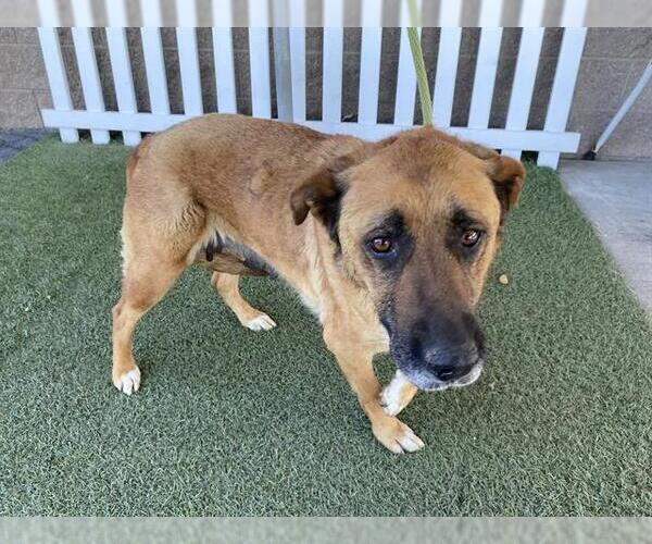Medium Photo #1 German Shepherd Dog-Unknown Mix Puppy For Sale in Modesto, CA, USA