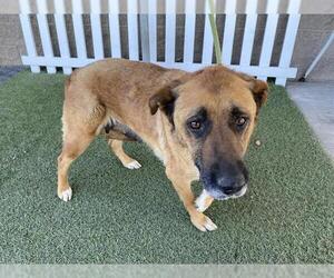 German Shepherd Dog-Unknown Mix Dogs for adoption in Modesto, CA, USA