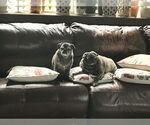 Small #9 Pug