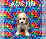 Image preview for Ad Listing. Nickname: Austin