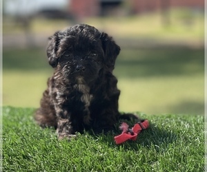 ShihPoo Puppy for sale in EL CAMPO, TX, USA