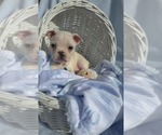 Small Photo #41 Boston Terrier Puppy For Sale in ALBANY, OH, USA