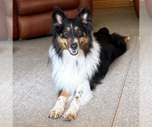 Collie-Unknown Mix Dogs for adoption in Dublin, OH, USA