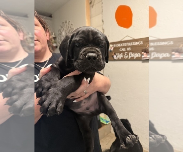 Medium Photo #5 Cane Corso Puppy For Sale in HIGHLAND HEIGHTS, OH, USA