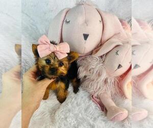 Medium Yorkshire Terrier