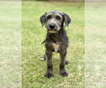 Small #3 Retriever  Mix