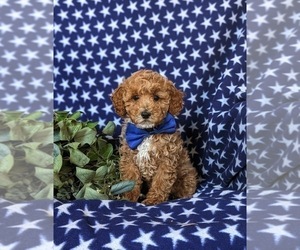 Poodle (Miniature) Puppy for sale in KIRKWOOD, PA, USA