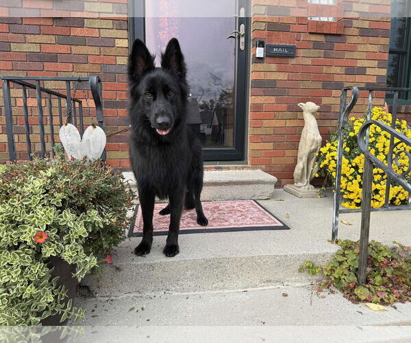 Medium Photo #2 German Shepherd Dog Puppy For Sale in Gretna, NE, USA