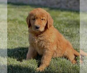 Golden Retriever Puppy for sale in GORDONVILLE, PA, USA