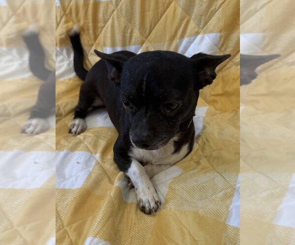Medium Photo #3 Chihuahua-Unknown Mix Puppy For Sale in Osgood, IN, USA