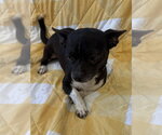 Small #2 Chihuahua Mix